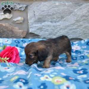 Olivia, Dachshund Puppy